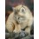 МЪРКАЩА КОТКА - Диамантен гоблен 34044 МЪРКАЩА КОТКА - Диамантен гоблен 34044