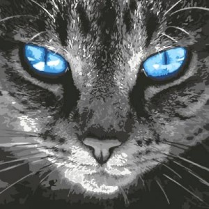 Картина по номера - Котка ZP 113