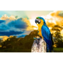 Картина по номера - Папагал при залез слънце ZE 3166