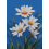 Картина по номера - Бял букет ZE 3831