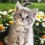 Котенце и маргаритки - Диамантен гоблен GI 303161 Котенце и маргаритки - Диамантен гоблен GI 303161