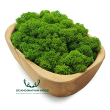 Premium Moss Edition
