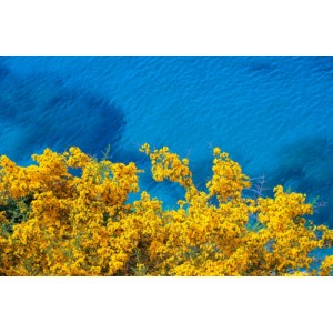 Цъфтящо дърво край морето PL 26