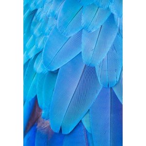 Перо PL 10