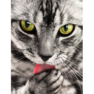 Красива котка PL 15