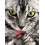 Красива котка PL 15