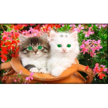 Прекрасни котки - Картина по номера ZG 0582