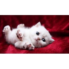 Картина по номера - Котенце ZE 3427