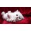 Картина по номера - Котенце ZE 3427