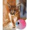 GI 304204 Котенце - Диамантен гоблен
