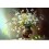 Картина по номера - Букет с кокичета ZE 3669 Картина по номера - Букет с кокичета ZE 3669