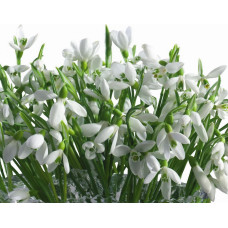 BUCHET DE POPCORN - Goblen de diamante FL 45079-1 BUCHET DE POPCORN - Goblen de diamante FL 45079-1