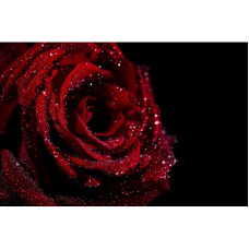 TRANDAFIR NEGRU - Goblen de diamante  2013 