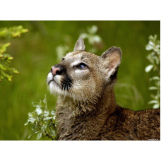 PUMA - Goblen de diamante 34068