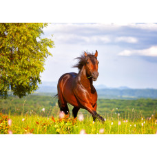 CAL ÎN CÂMP - Goblen de diamante EN 70501