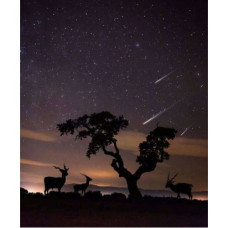 Pictura pe numere  - Animale și stele căzătoare ZE 0448