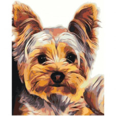 Pictura pe numere  - Cățeluș Yorkie 3755