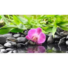 Floare fragedă - Pictura pe numere ZG 10700