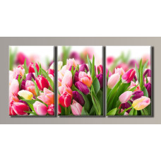 TRP 0003 Triptic - Lalele frumoase